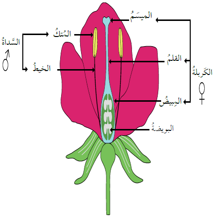 أعضاء التكاثر في الزهرة